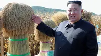 Gambar yang dirilis pada 9 Oktober 2019, pemimpin Korea Utara, Kim Jong-un memeriksa hasil panen saat mengunjungi Pertanian No. 1116 dari KPA Unit 810 di lokasi yang dirahasiakan. Ini merupakan penampilan perdana Kim sejak perundingan nuklir dengan AS tidak mencapai titik temu. (KCNA VIA KNS/AFP)