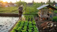 9 Langkah Praktis Membangun Kombinasi Kebun dan Peternakan yang Hemat Pupuk dan Pakan