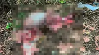 Banteng Jawa Alas Purwo Ditemukan Mati Dikuliti, Dagingnya Dijagal