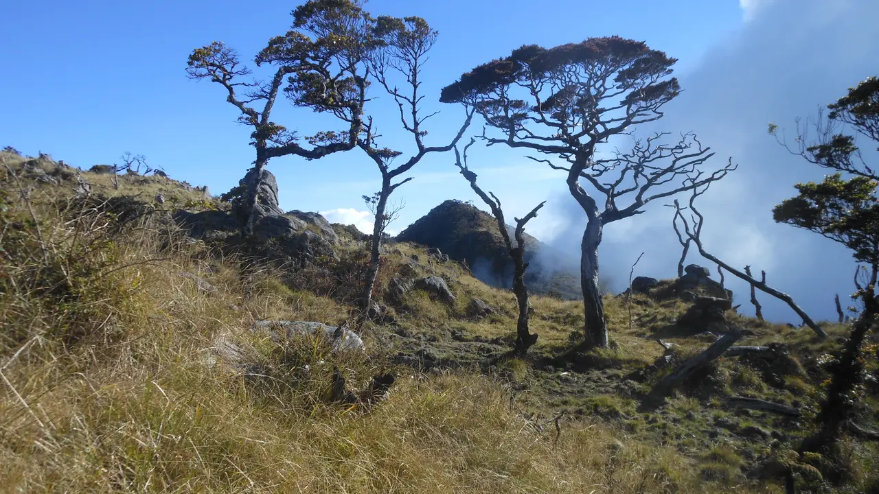 Vegetasi Gunung Bawakaraeng di Sulawesi. (Dok: Gunung Bagging/ https://www.gunungbagging.com/bawakaraeng/)