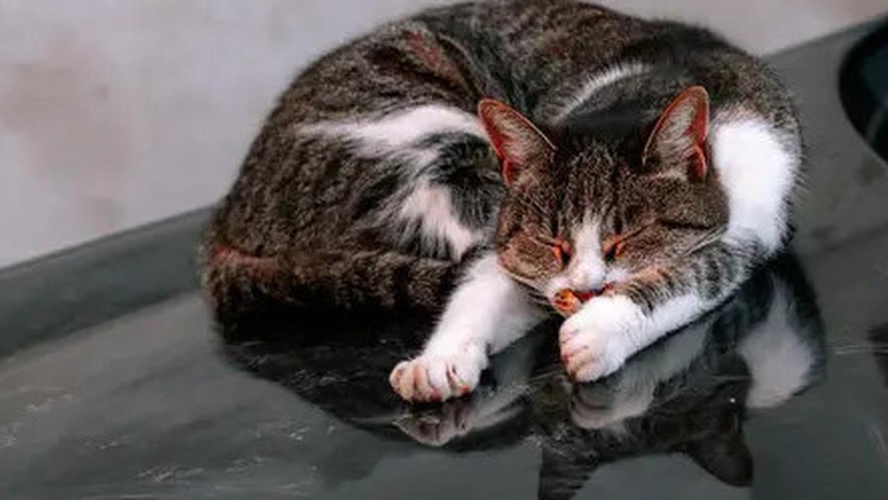 8 Cara Mengusir Kucing yang Suka Nongkrong di Kap Mobil, Mudah dan Efektif