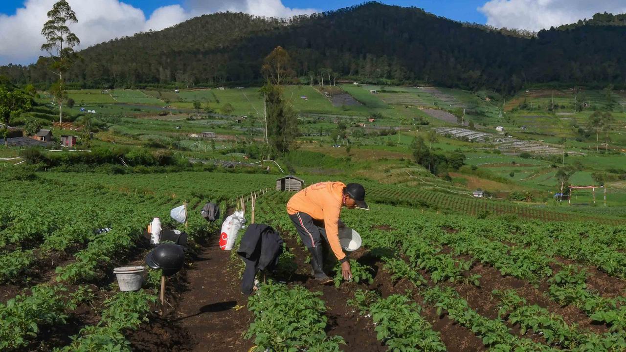 FOTO: Petani Kentang Dieng Terpinggirkan di Tengah Turunnya Harga Pupuk Subsidi