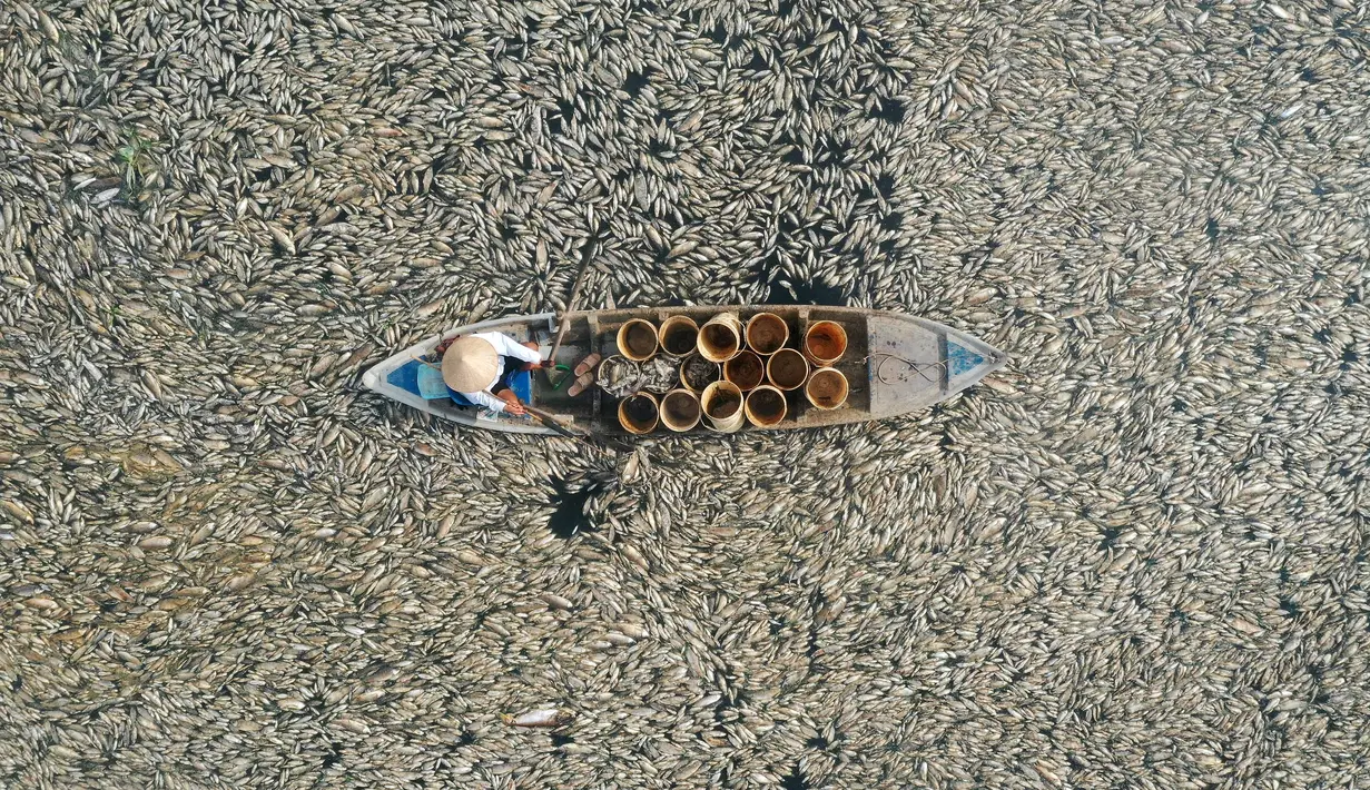Foto udara ini menunjukkan seorang nelayan mengumpulkan ikan mati akibat pekerjaan renovasi dan kondisi cuaca panas yang sedang berlangsung dari waduk di provinsi Dong Nai, Vietnam selatan pada 30 April 2024. (STR / AFP)
