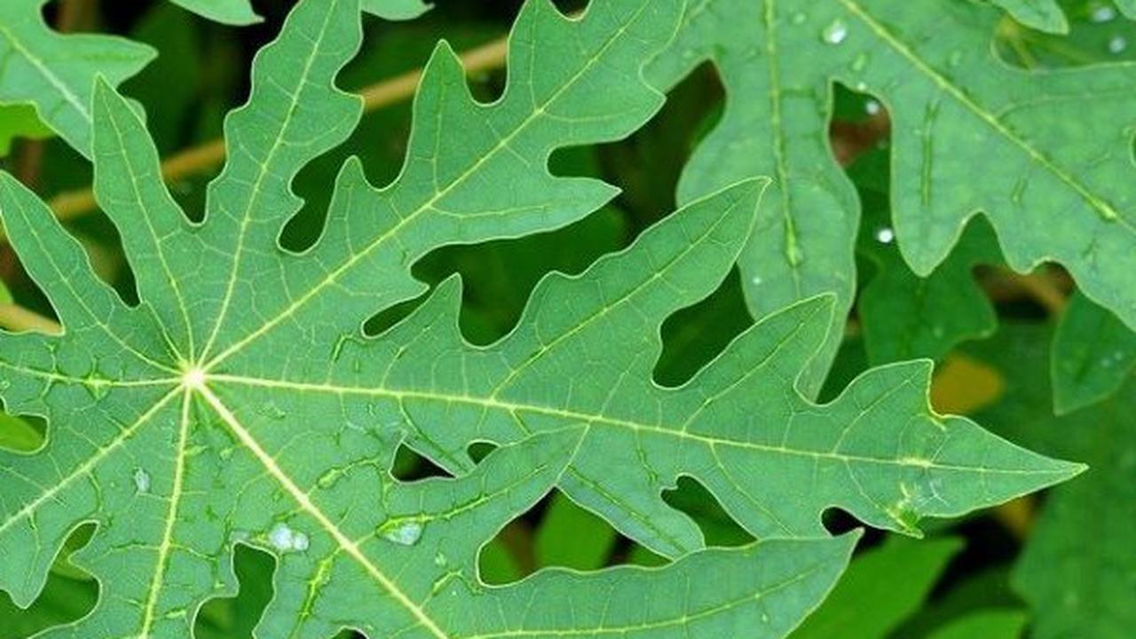 Tips Memasak Daun Pepaya agar Tidak Pahit: Gunakan Garam sebagai Salah Satu Solusi