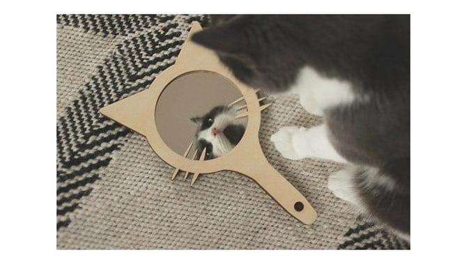 Potret Lucu Kucing Saat Berkaca Ini Bikin Gemas (sumber:Instagram/stuffwithcats)