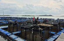 Minat Budidaya Lobster Modeling di Batam Meningkat, Peluang Ekonomi Terbuka Lebar
