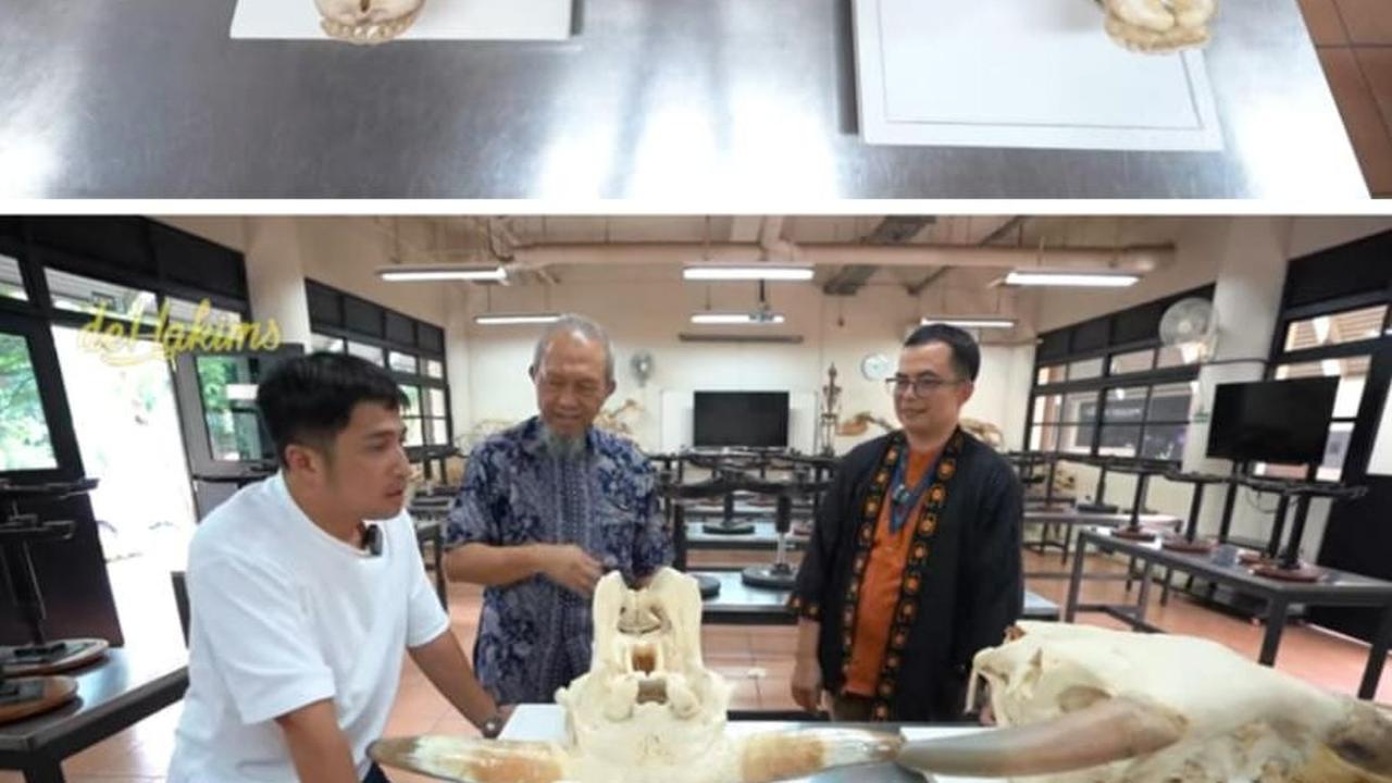 Potret Kerangka Kepala Wariso dan Wisanggeni Sapi Raksasa Irfan Hakim, Kini Jadi Bahan Penelitian