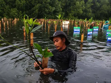 Salah satu peserta menanam pohon mangrove dalam kegiatan bersama Badan Pengelola Keuangan Haji (BPKH) di Taman Wisata Alam Mangrove Angke Kapuk, Jakarta, Sabtu (7/12/2024). (Liputan6.com/Angga Yuniar)