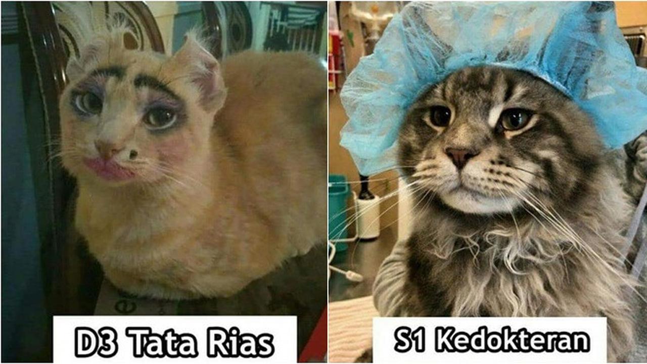 7 Meme Kelakuan Kucing Kalau Jadi Anak Kuliahan Bikin Ngakak