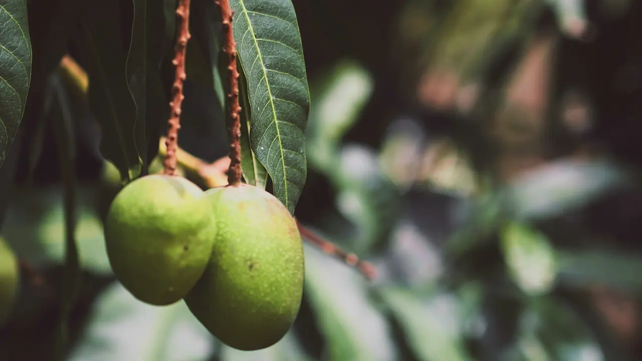 mangga-kezo