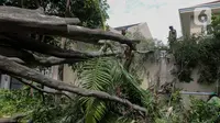 Petugas Suku Dinas Kehutanan Jakarta Selatan memotong bagian pohon besar yang tumbang di Jalan Sriwijaya I, Kebayoran Baru, Jakarta Selatan, Selasa (16/1/2024). (Liputan6.com/Herman Zakharia)