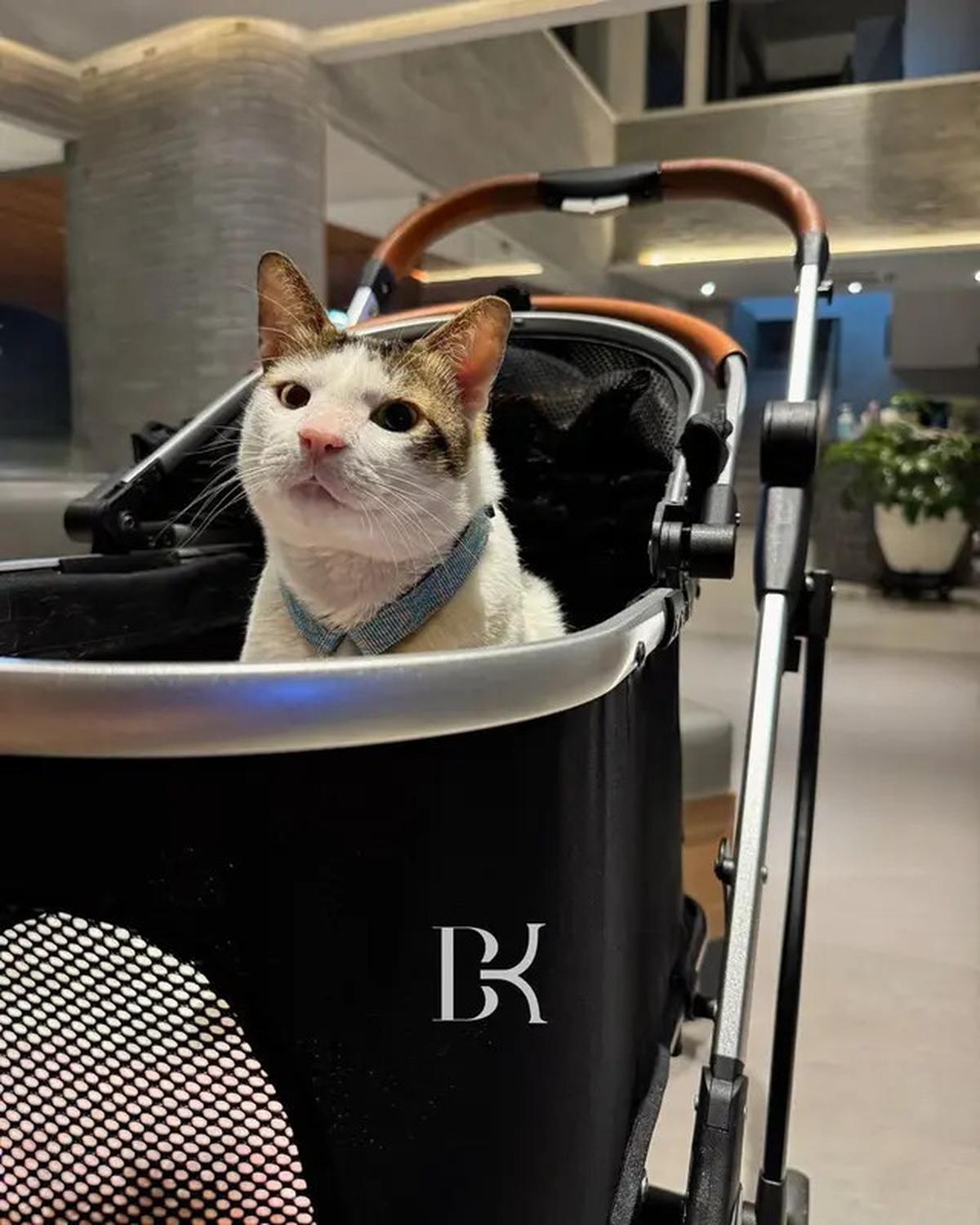 7 Potret Bobby Kucing Prabowo di Pelantikan Presiden, Jadi Penghuni Istana