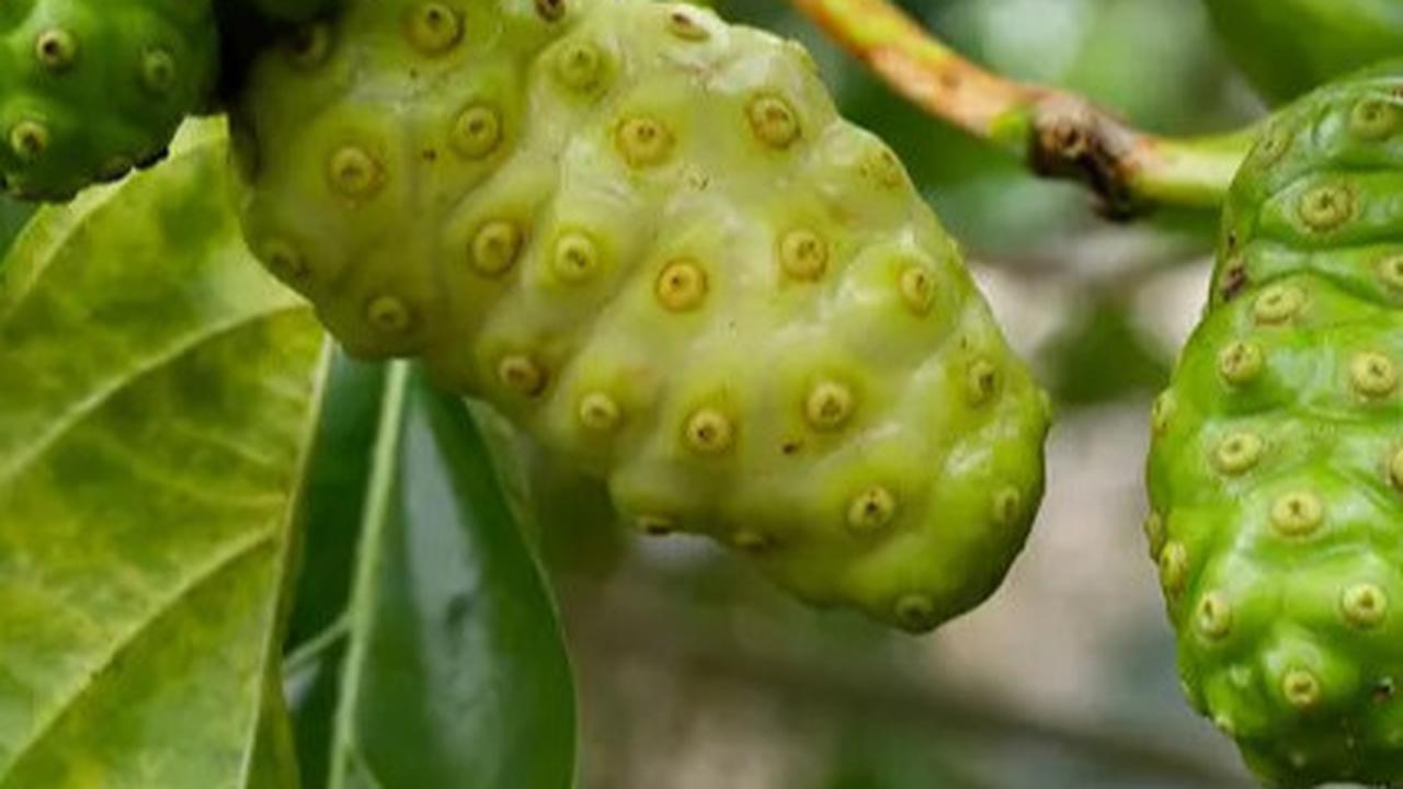 Mengenal Manfaat Buah Mengkudu untuk Menurunkan Kolesterol dan Meningkatkan Kekebalan Tubuh