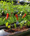 Model Kebun Cabai Rawit Tanpa Tanah/AI