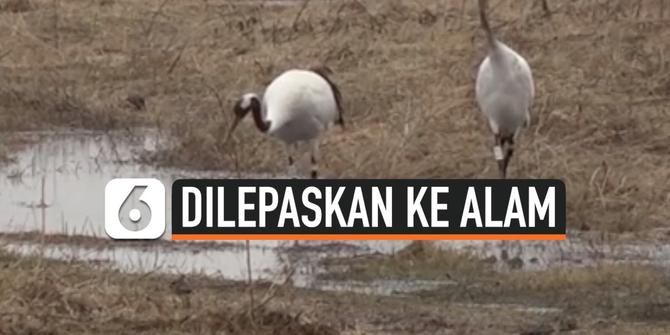 VIDEO: 2 Burung Bangau Jepang dilepaskan ke Alam Liar