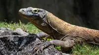 Pelaku Curi Komodo di NTT dan Jual Rp 5 Juta ke Thailand