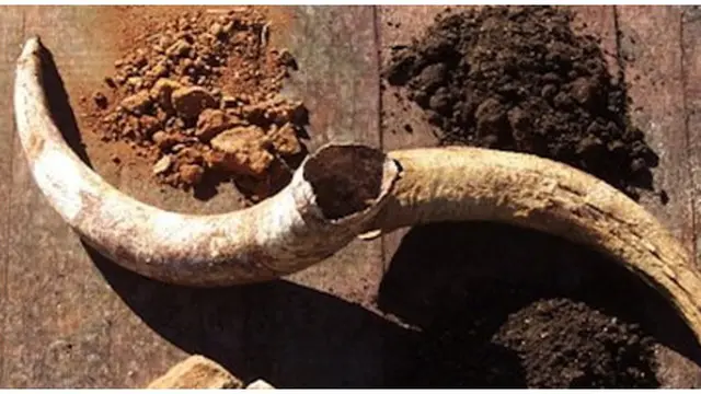 Foto : copyright listverse.com