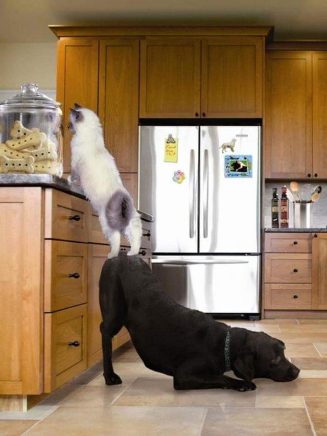 7 Potret Hewan Melakukan Aksi Tak Terduga yang Bikin Geleng Kepala