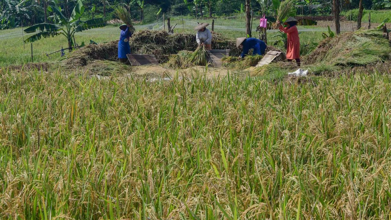 FOTO: Serapan Gabah Bulog Meningkat Perkuat Ketahanan Pangan Nasional