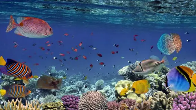 Buyers Oman Membludak, Alam Bawah Laut Indonesia Idola Baru