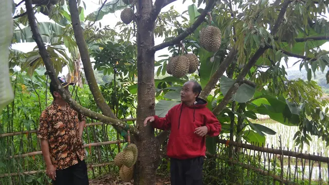 Perkebunan durian Montong Cane di Desa Limbangan, Wanareja, Cilacap, Jawa Tengah. (Foto: Liputan6.com/Muhamad Ridlo)