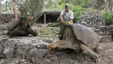 Petugas memberi makan kura-kura raksasa Galapagos di Taman Nasional Galapagos, Ekuador, 12 September 2017. Spesies kura-kura raksasa dari Pulau Floreana yang diperkirakan telah punah 150 tahun silam akan dikembangbiakkan di penangkaran. (AFP Photo)