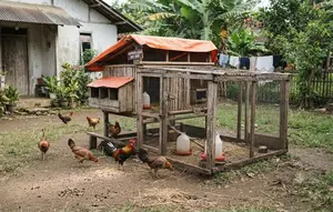 10 Tips Memelihara Ayam agar Tidak Mudah Terserang Penyakit, Banyak Peternak Belum Tahu