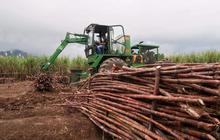 APTRI: SGN, Danantara, dan PIR Beri Harapan Baru Penyerapan Gula Petani, Stabilkan Harga Pasar