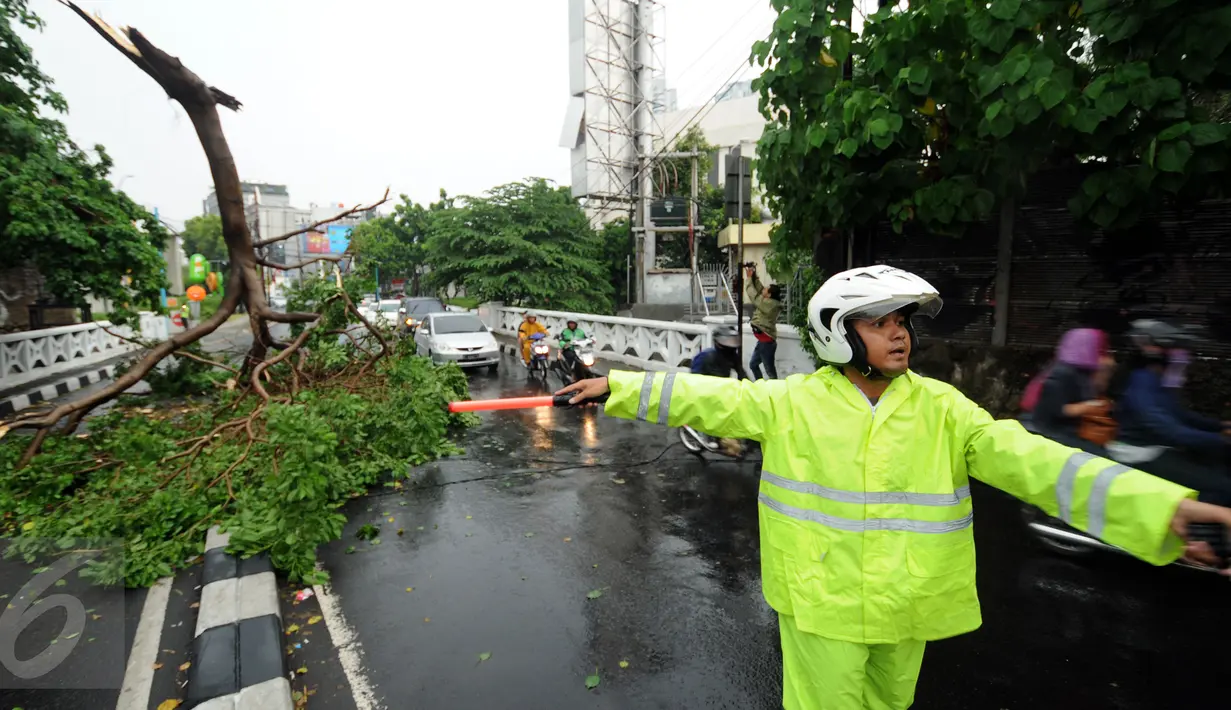 Petugas kepolisian mengatur arus lalu lintas yang tersendat akibat terhalang batang pohon yang jatuh tepat di tengah Jalan Kemang Raya, Jakarta, Sabtu (7/11/2015). Tidak ada korban dalam peristiwa ini. (Liputan6.com/Helmi Fithriansyah)