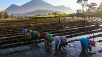 KUR BRI jadi Andalan Petani Tingkatkan Produksi dan Perkuat Ketahanan Pangan Nasional