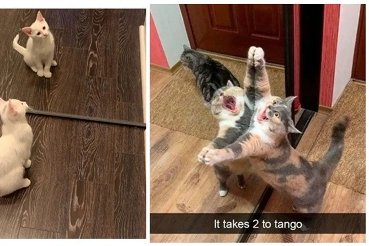 Potret Lucu Kucing Saat Berkaca Ini Bikin Gemas