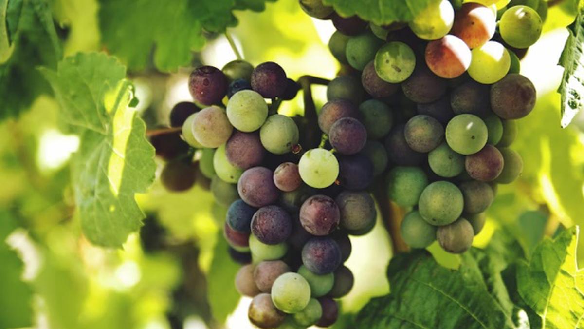 Pahami Cara Mengenali Warna Daun yang Menjadi Sinyal Kualitas Rasa Buah di Pohon