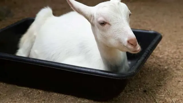 Kambing Saanen (Atlanta-Fulton County Zoo)