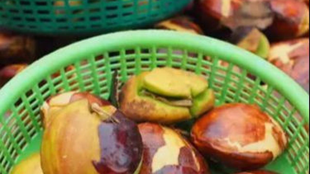 Tips Memasak Jengkol