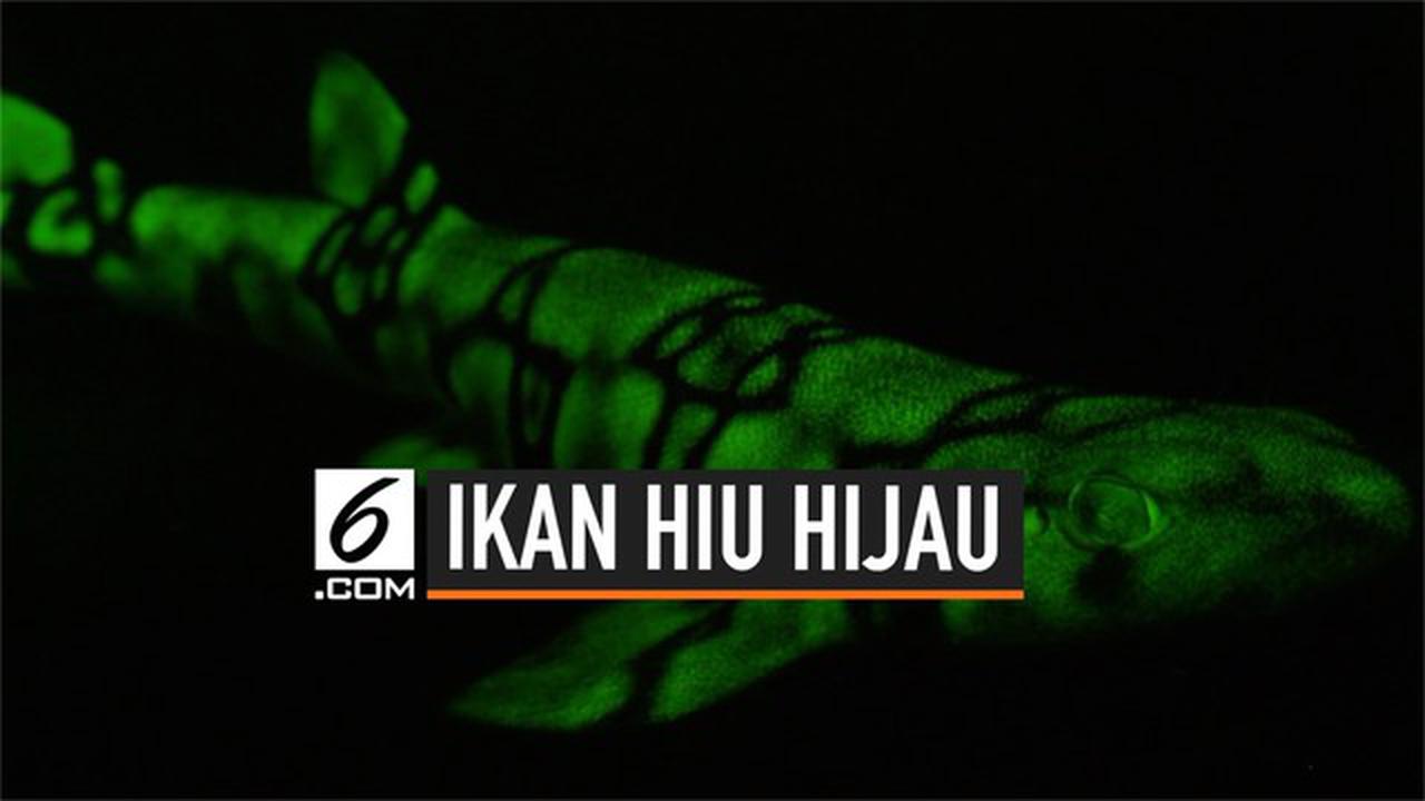 VIDEO: Misteri Ikan Hiu Berwarna Hijau di Kedalaman Laut