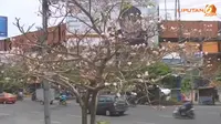 [VIDEO] Keindahan Bunga Tabebuia Mewarnai Surabaya