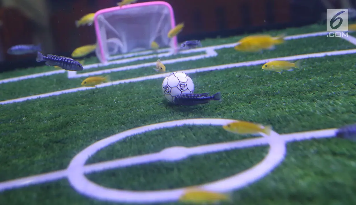 Pemandangan saat sejumlah ikan bermain bola di aquarium Sea World, Jakarta, Sabtu (16/6). Atraksi bermain bola di dalam aquarium Sea World untuk menyemarakkan ajang Piala Dunia 2018 yang berlangsung di Rusia. (Liputan6.com/Immanuel Antonius)