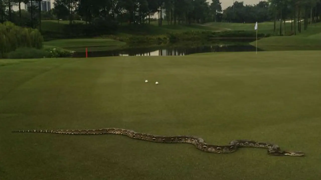 Ular sepanjang enam kali mengganggu jalannya turnamen golf di Malaysia