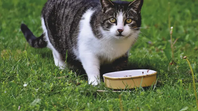 ilustrasi kucing makan