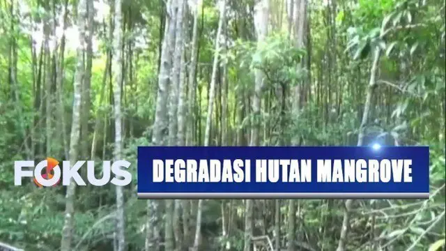 Rencana pemindahan ibu kota, pemerhati lingkungan khawatirkan ada degradasi hutan mangrove di Balikpapan, Kalimantan Timur.