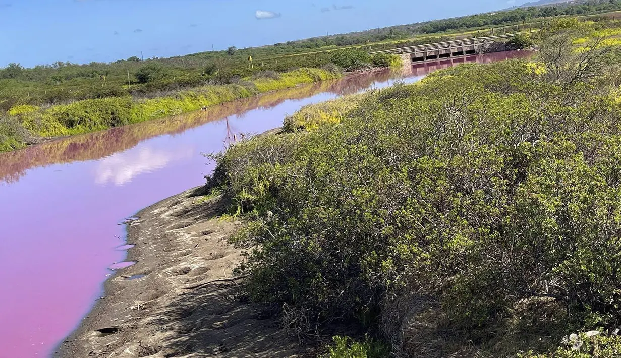 Pejabat di Hawaii sedang menyelidiki mengapa kolam berubah menjadi merah muda, tetapi ada beberapa indikasi bahwa kekeringan mungkin menjadi penyebabnya. (Leslie Diamond via AP)