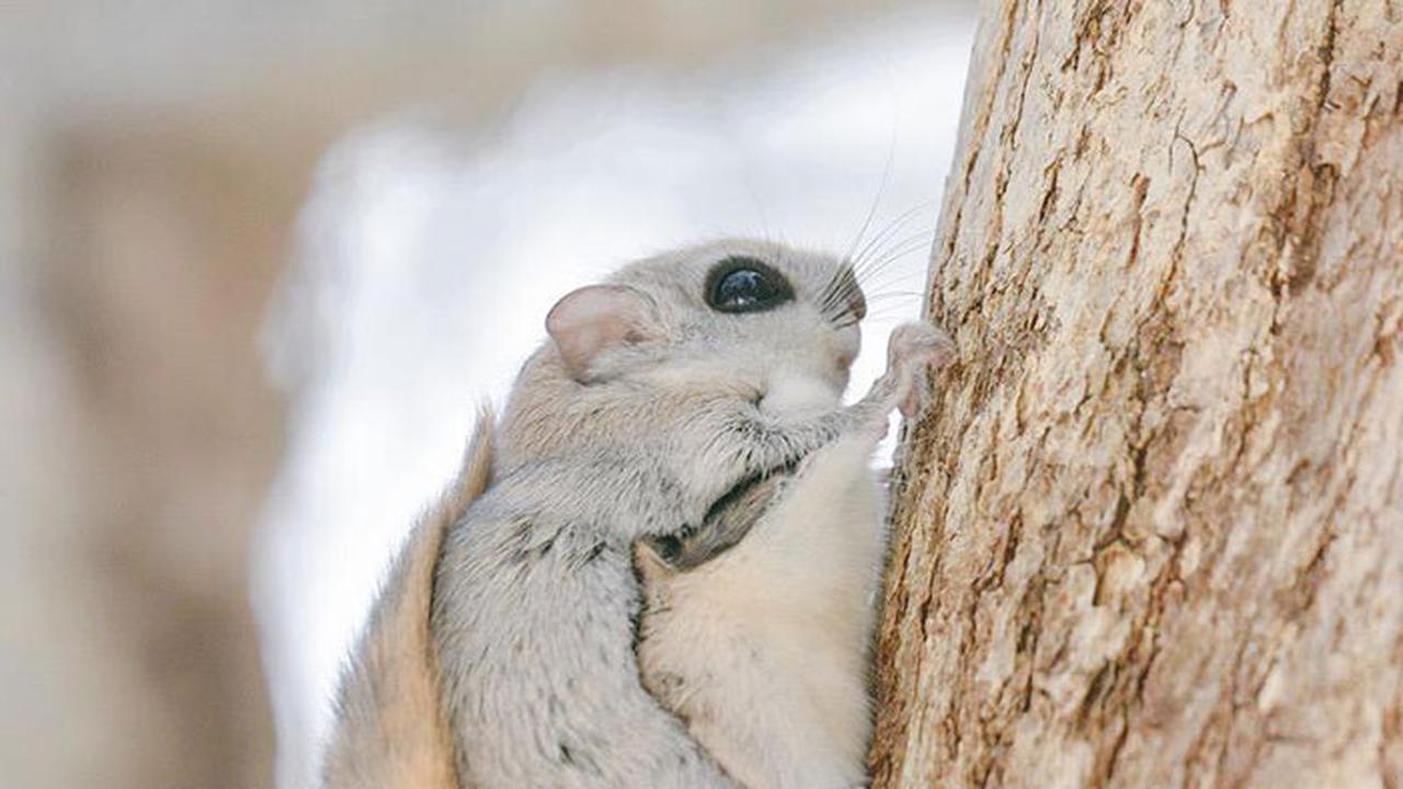 Mengintip 6 Hewan Lucu di Pulau Hokkaido