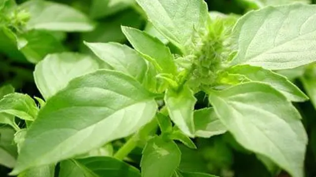 Kemangi. (foto: Pinterest/Wordpress).