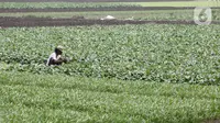 Petani memanen sayuran di Tangerang, Banten, Kamis (8/7/2021). Program Kredit Usaha Rakyat (KUR) sektor pertanian dirasakan manfaatnya oleh petani. (Liputan6.con/Angga Yuniar)