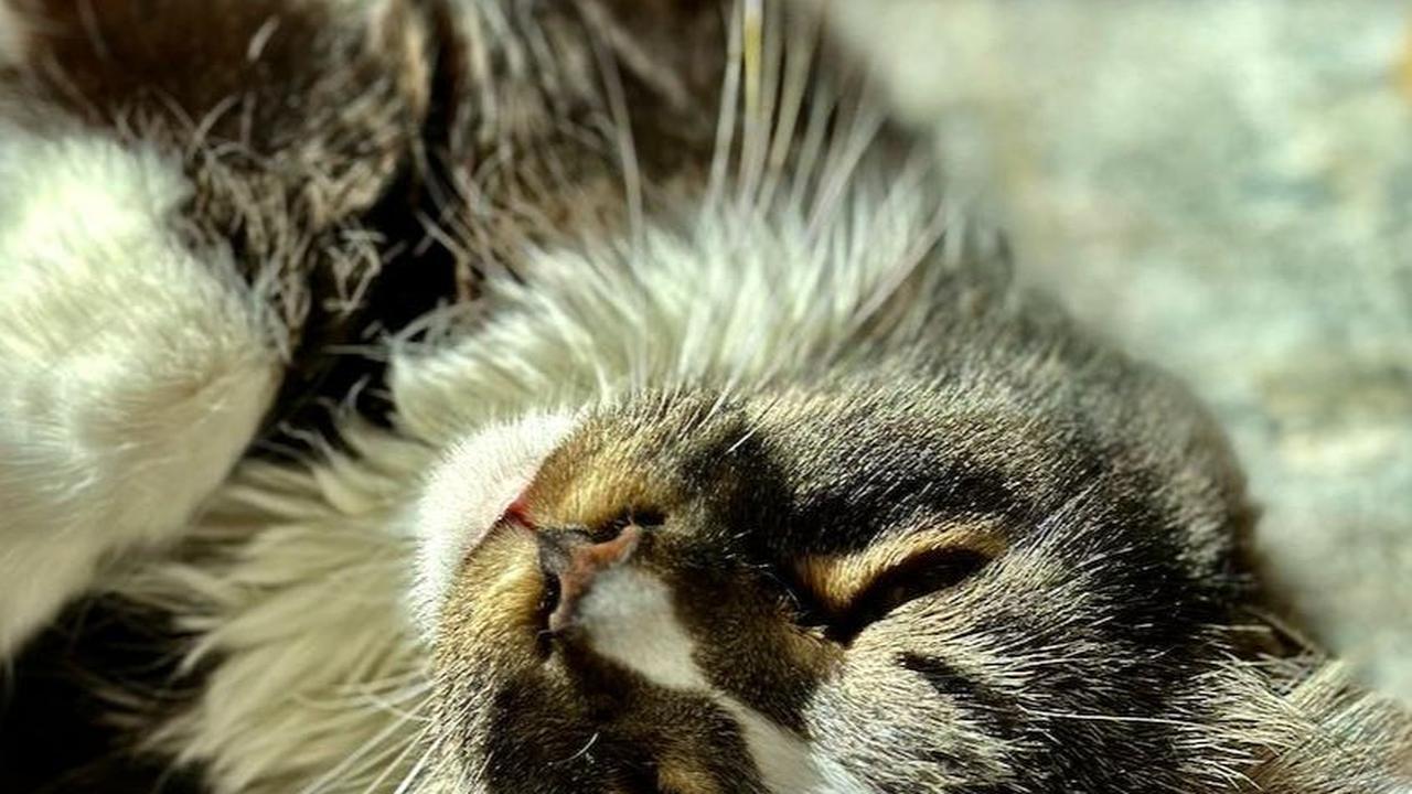 12. Diare: Kucing cacingan dapat mengalami diare, yang seringkali disertai perubahan pada feses.