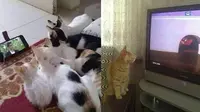 6 Potret Kucing Serius Nonton TV Ini Bikin Gemas Lihatnya (sumber: 1cak Twitter/txtdarigajelas)