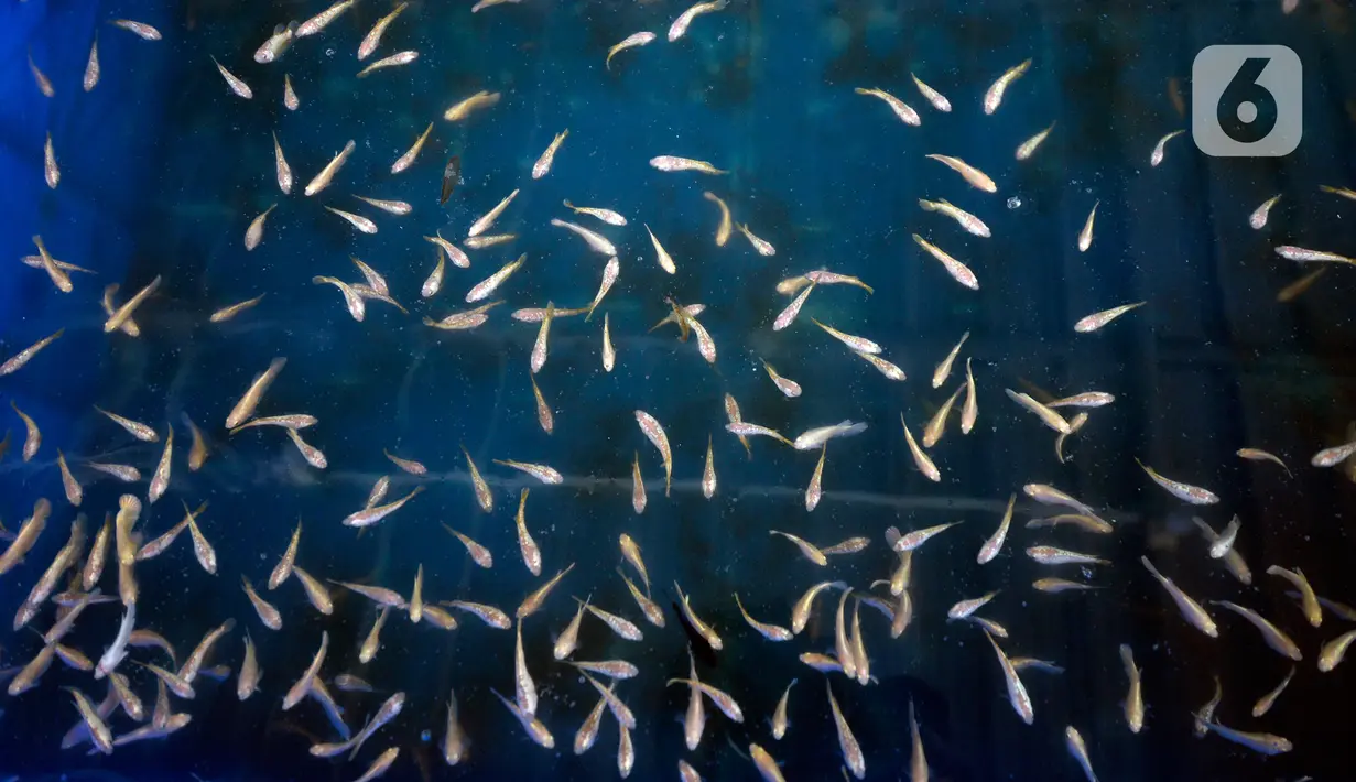 Pekerja menyortir anakan ikan cupang hias yang siap dibesarkan di pusat budidaya cupang Boston Betta Serpong, Tangerang Selatan, Selasa (8/12/2020). Dalam sebulan Boston Betta mampu menjual Ikan cupang hias sebanyak 10 ribu ekor dengan harga Rp20 ribu - Rp1,5 juta per ekor. (merdeka.com/Dwi Narwoko)