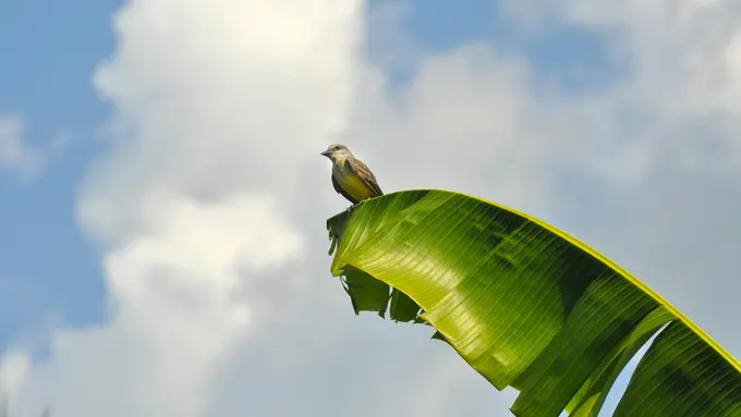 3. Teknik Kukus dengan Daun Pisang