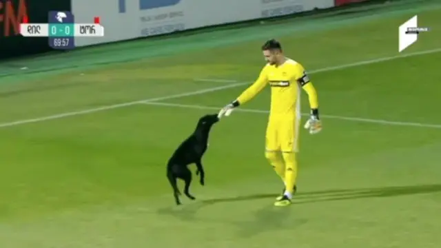 Seekor anjing meramaikan pertandingan liga bola nasional di Gori, Georgia.