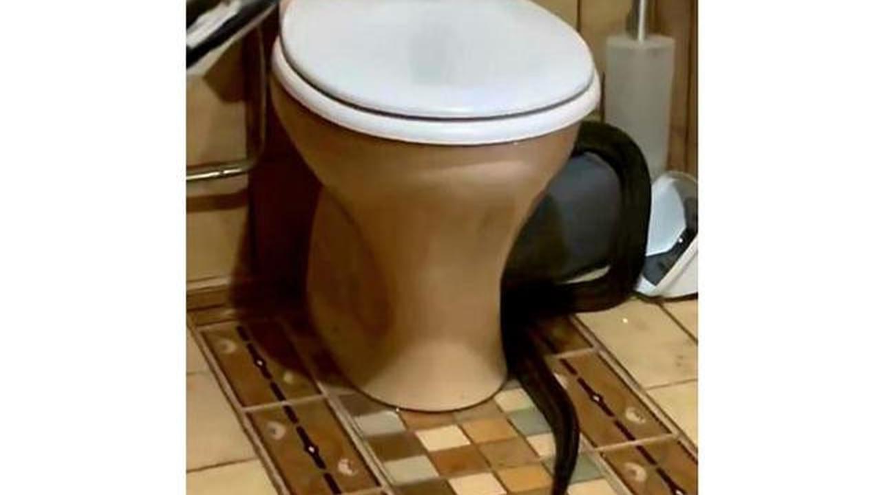 Jangan Panik, Ini 7 Langkah Super Aman Jika Tiba-Tiba Ketemu Ular di Kamar Mandi